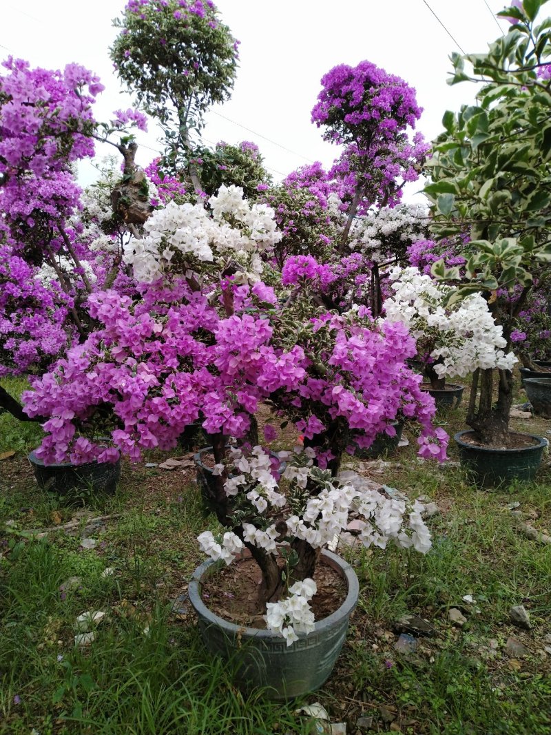 三角梅（花叶杜鹃），杜鹃袋苗……