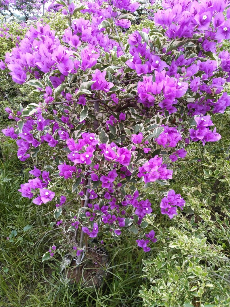 三角梅（花叶杜鹃），杜鹃袋苗……