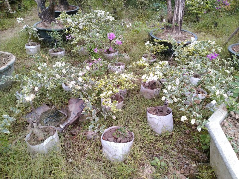三角梅（花叶杜鹃），杜鹃袋苗……