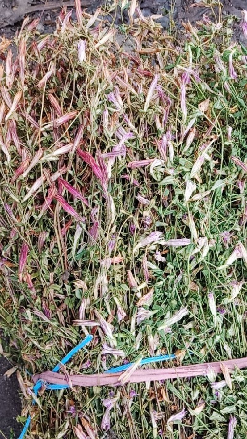 龙胆草