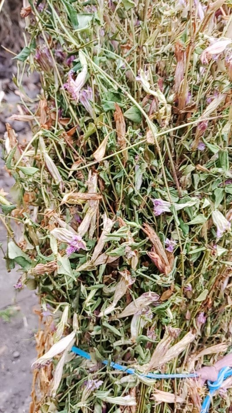 龙胆草