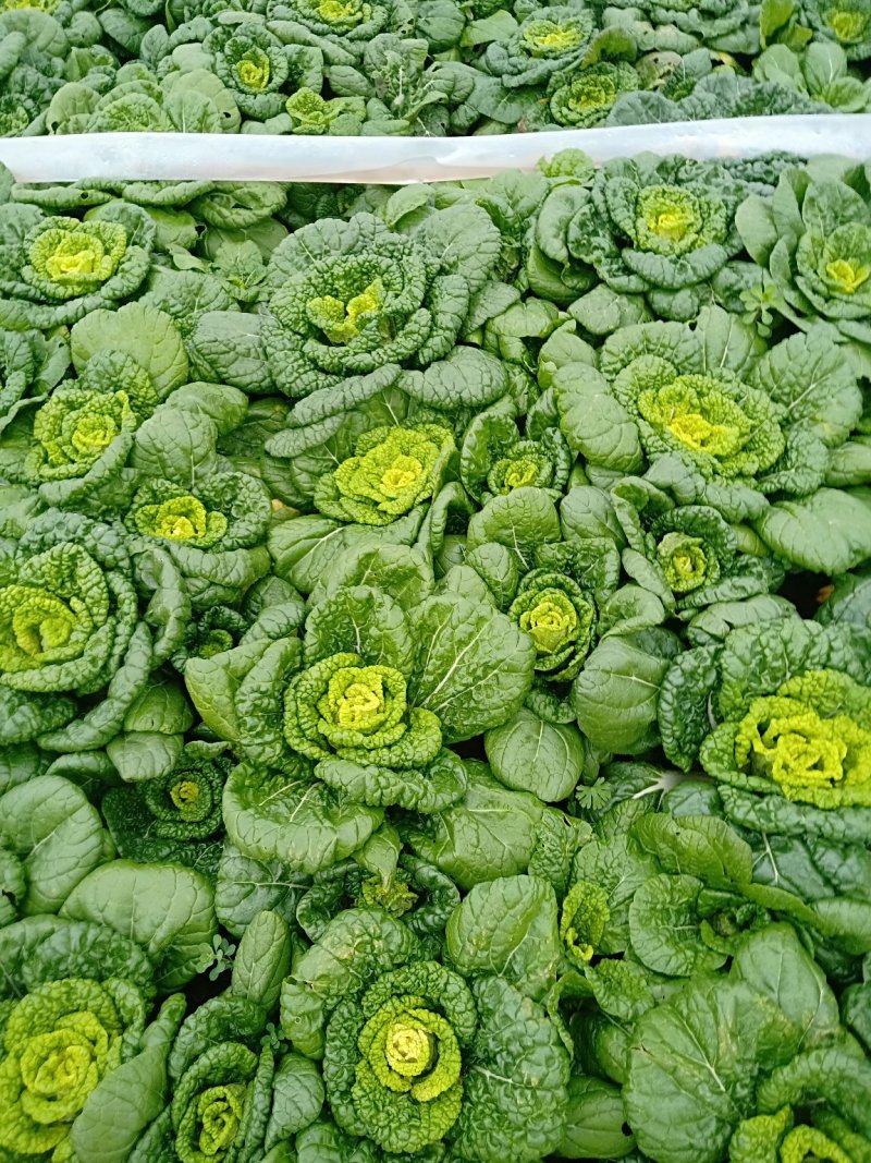 黄心菜