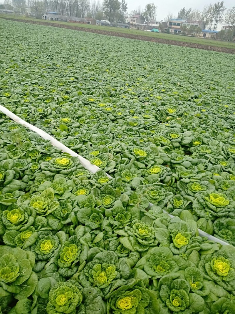 黄心菜