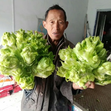 儿菜