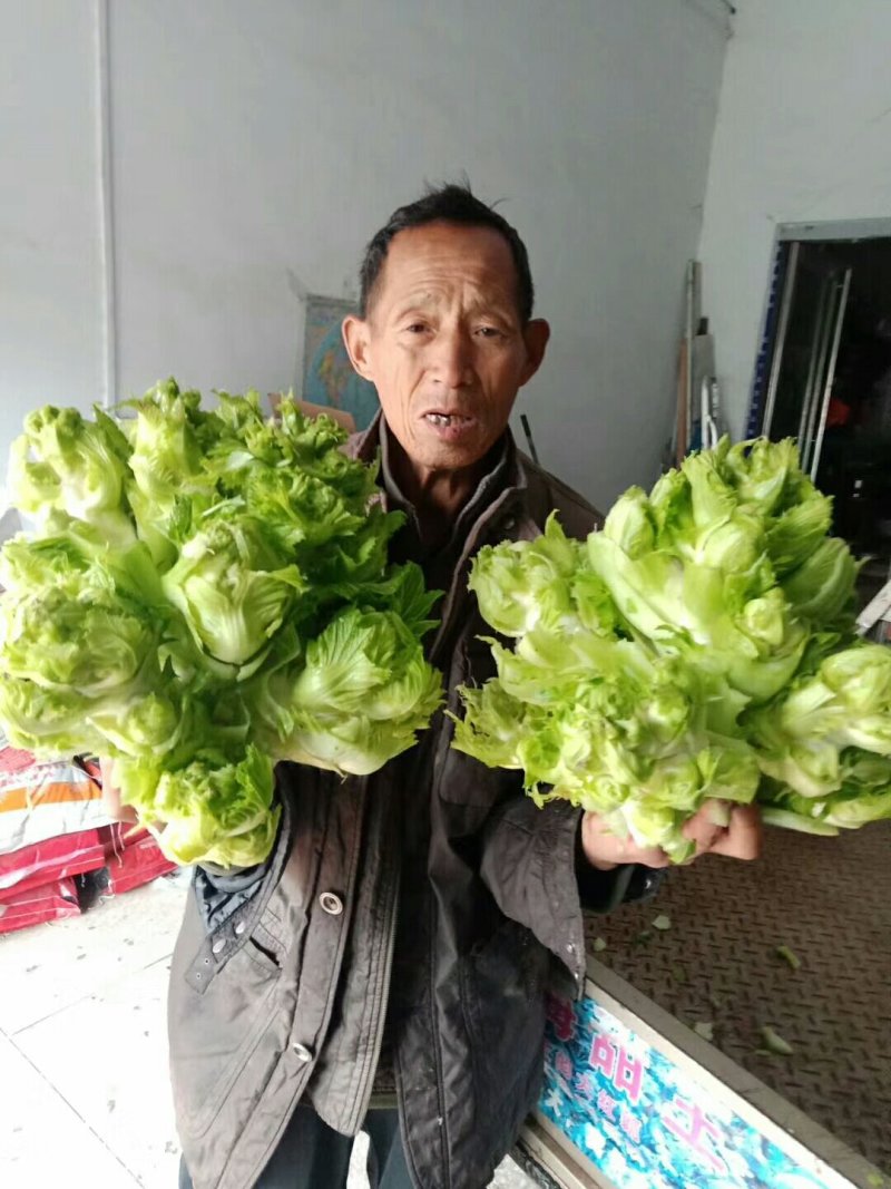 儿菜