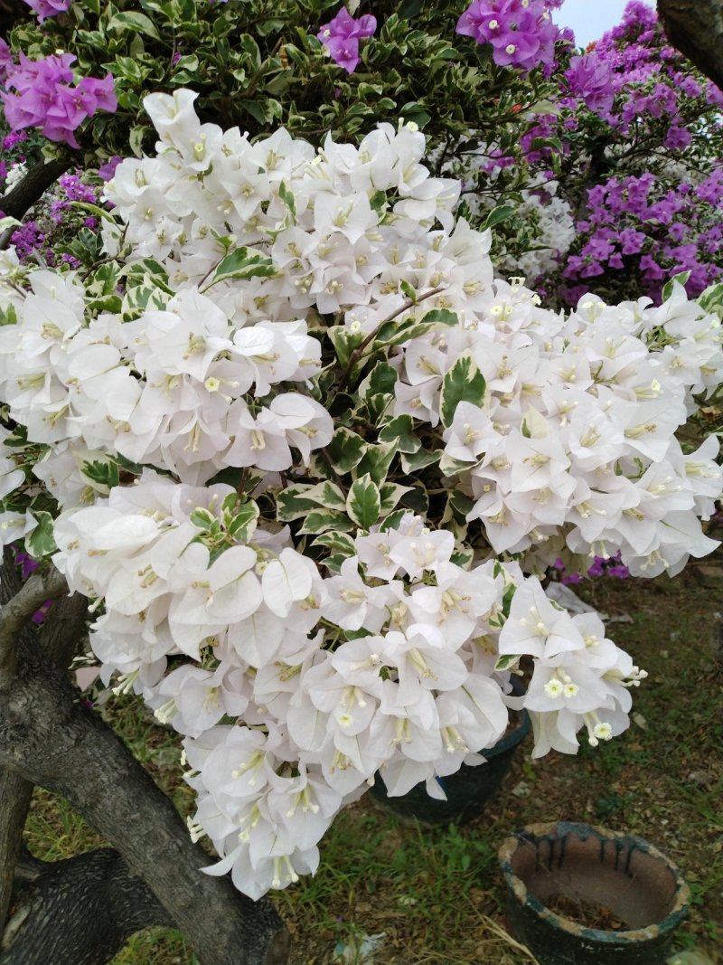 三角梅（花叶杜鹃），杜鹃袋苗……