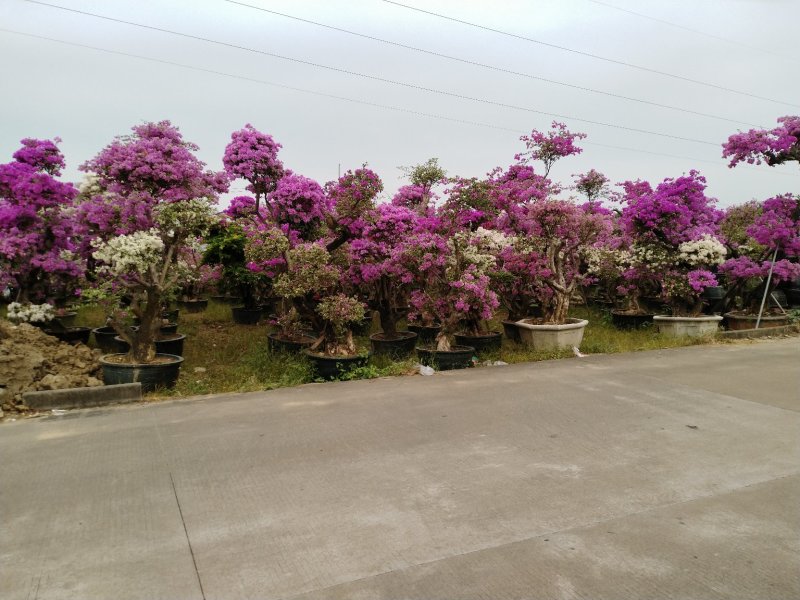 三角梅（花叶杜鹃），杜鹃袋苗……