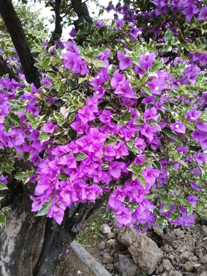 三角梅（花叶杜鹃），杜鹃袋苗……