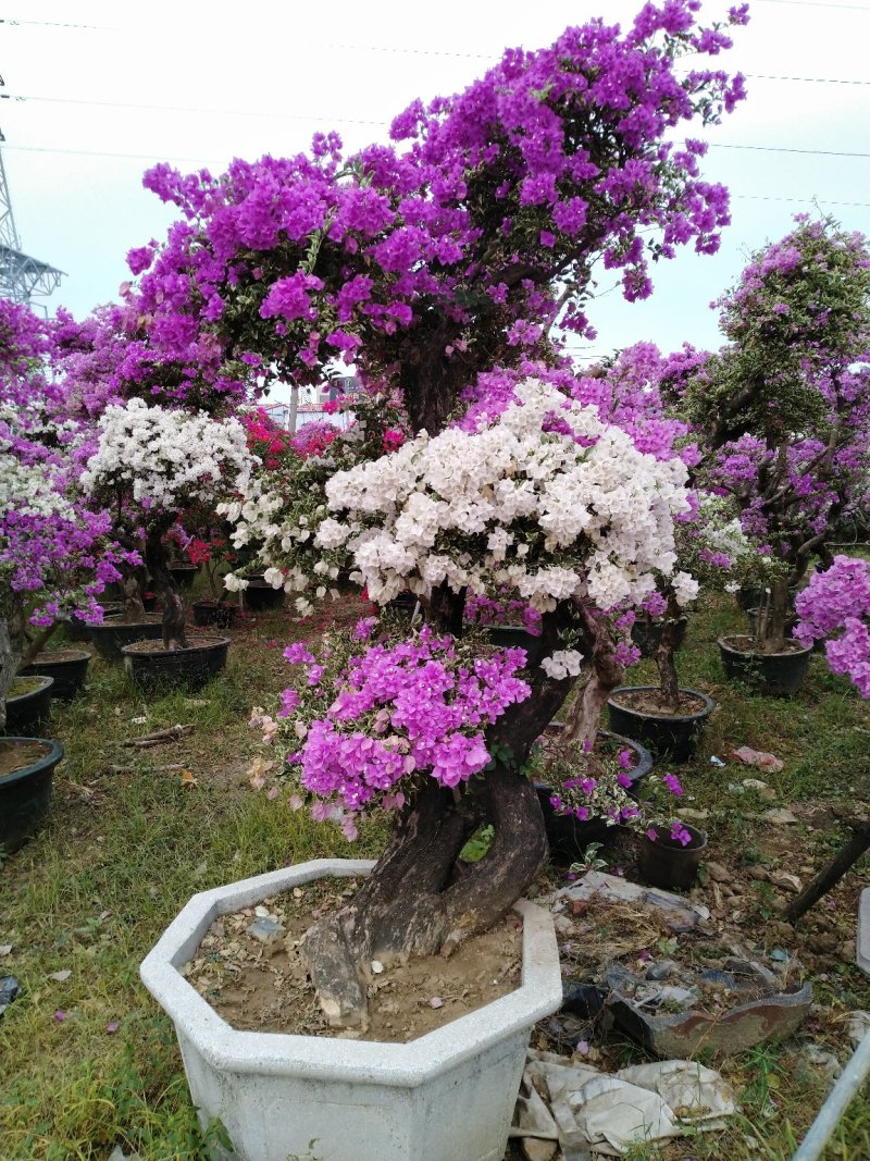 三角梅（花叶杜鹃），杜鹃袋苗……