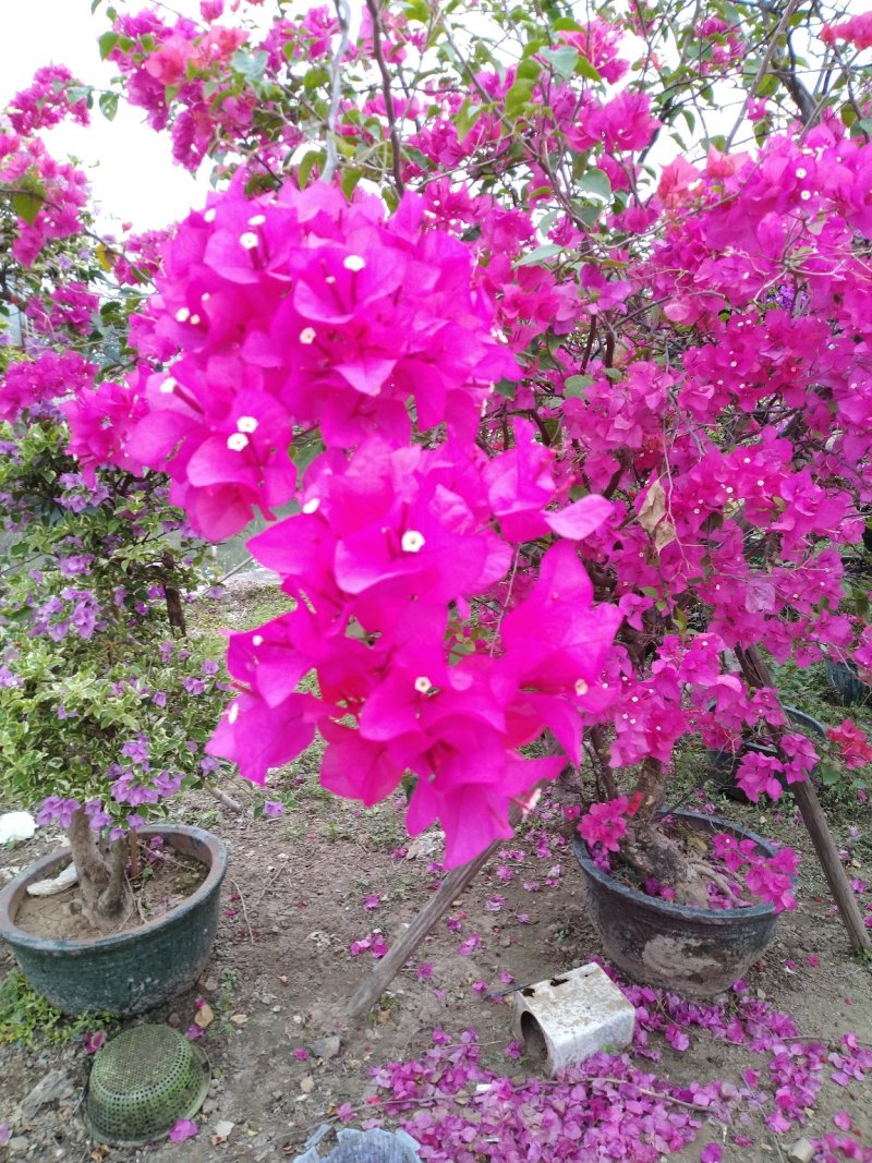 三角梅（花叶杜鹃），杜鹃袋苗……