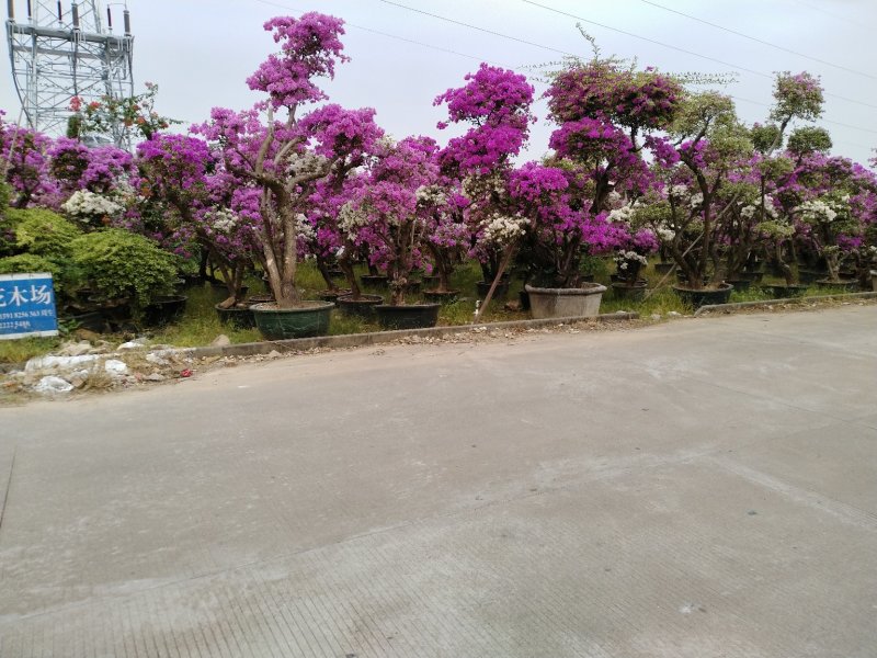 三角梅（花叶杜鹃），杜鹃袋苗……
