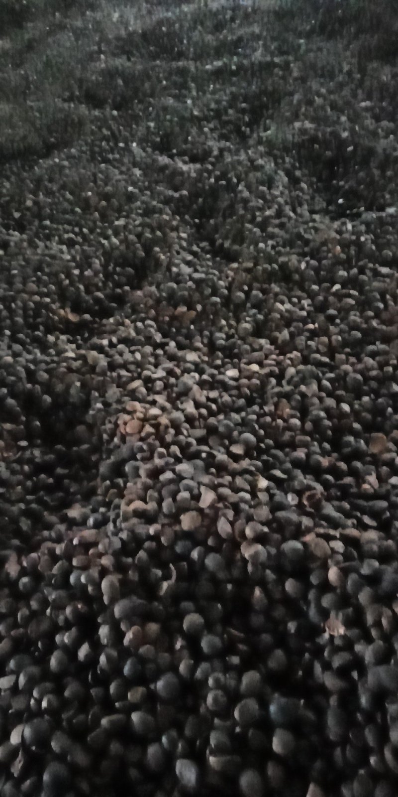 山茶籽，干籽