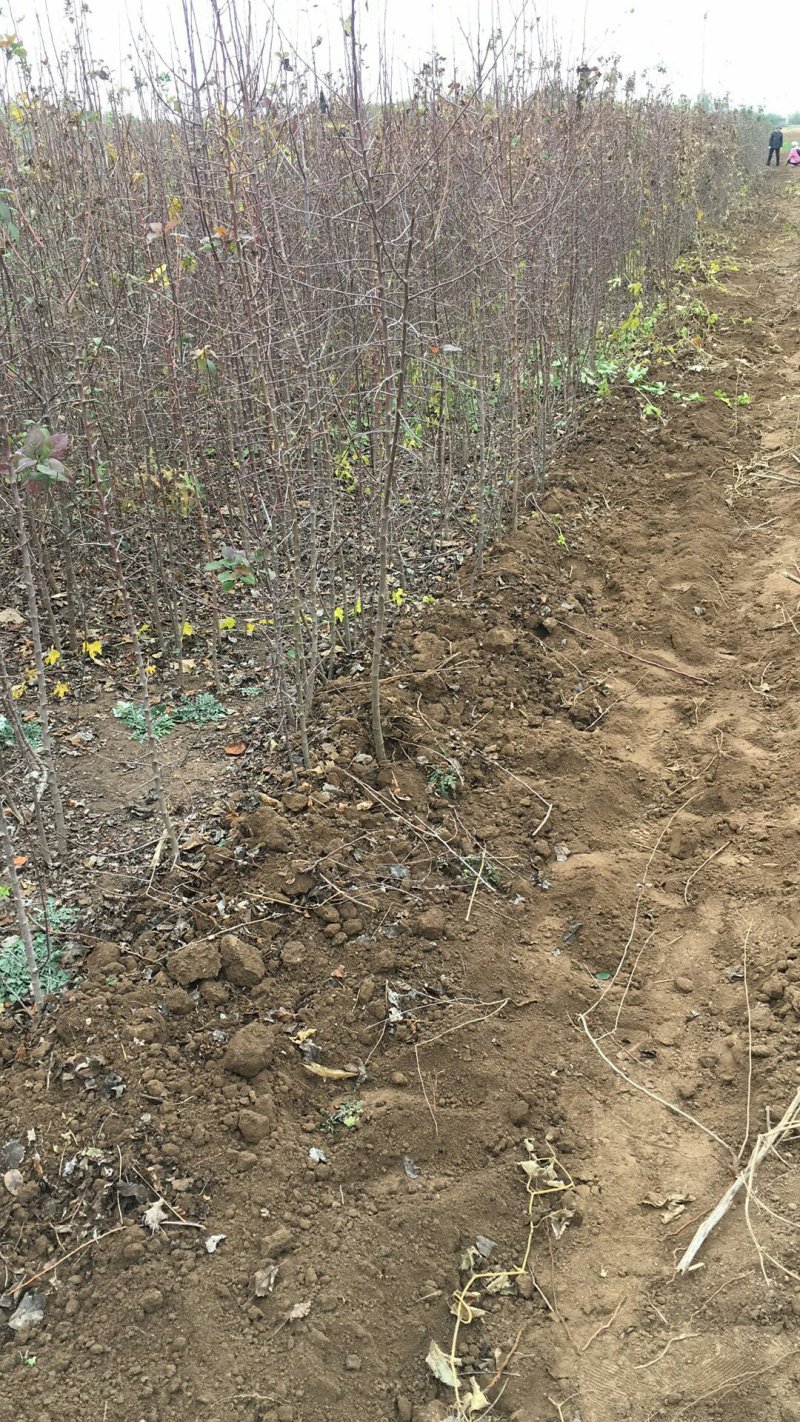 出售2年生移栽八棱海棠苗，可直接嫁接苹果苗