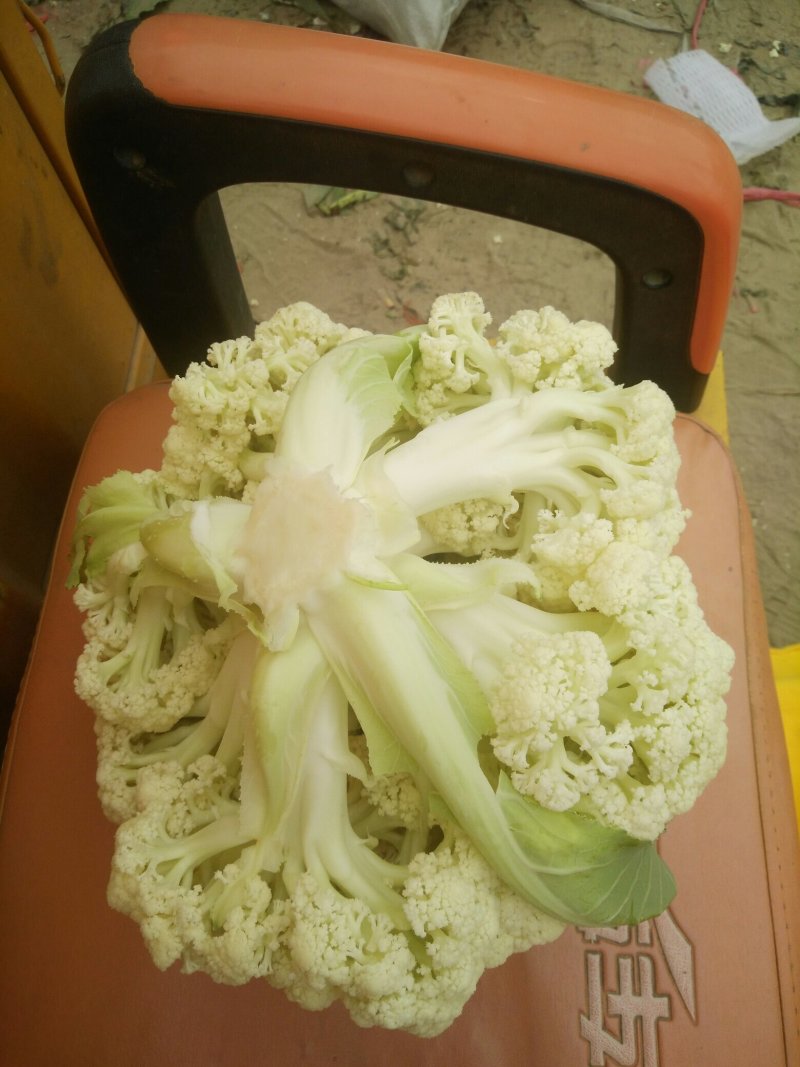 花菜