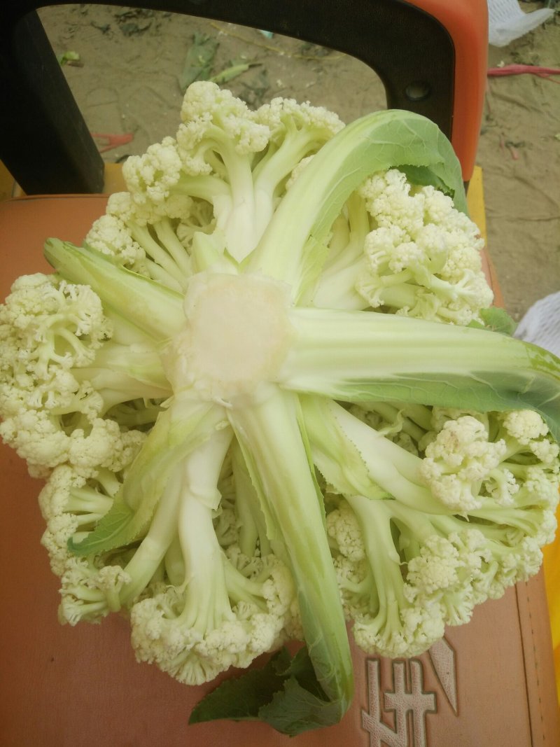 有机花菜