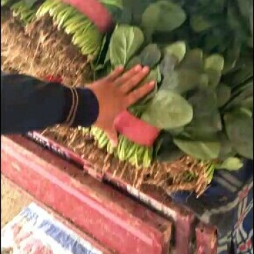 蔬菜