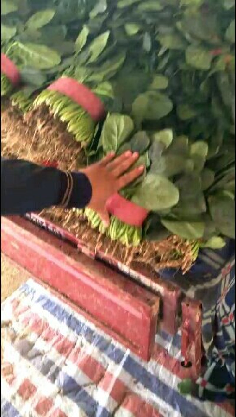 蔬菜