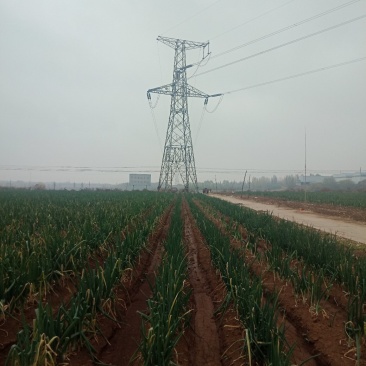 山东章丘大葱