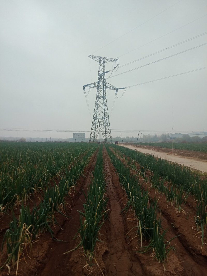 山东章丘大葱