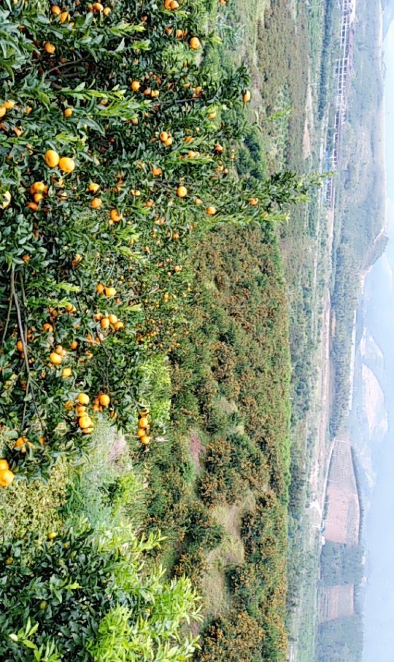 南丰蜜橘