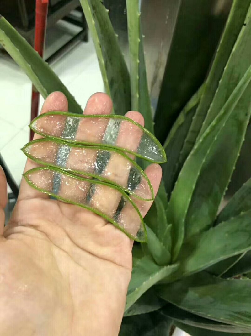 芦荟