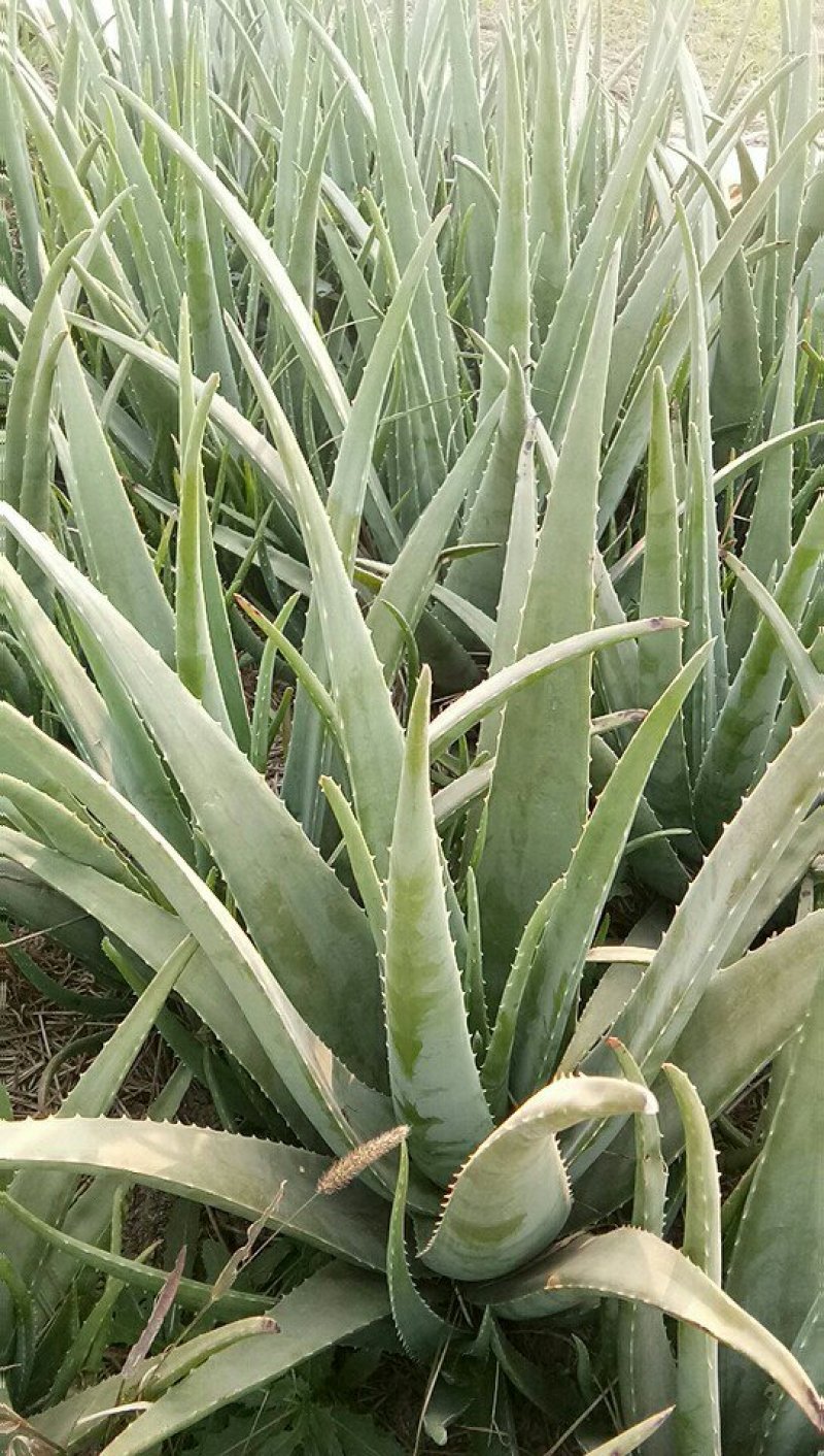 芦荟