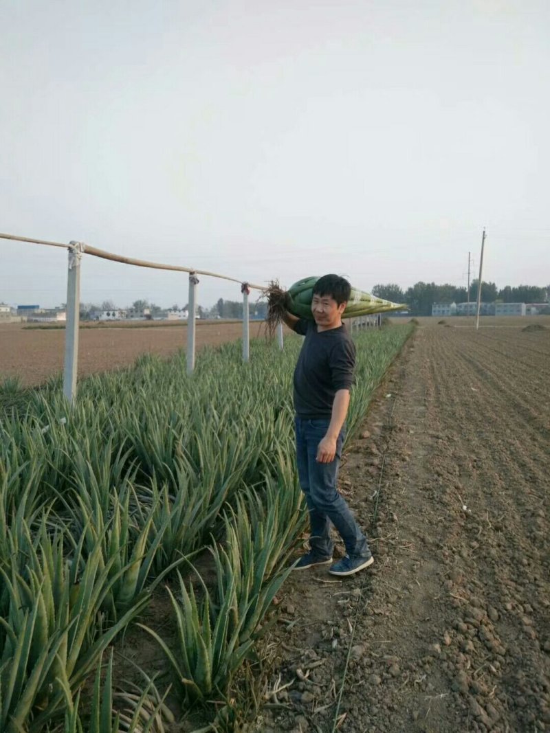 芦荟