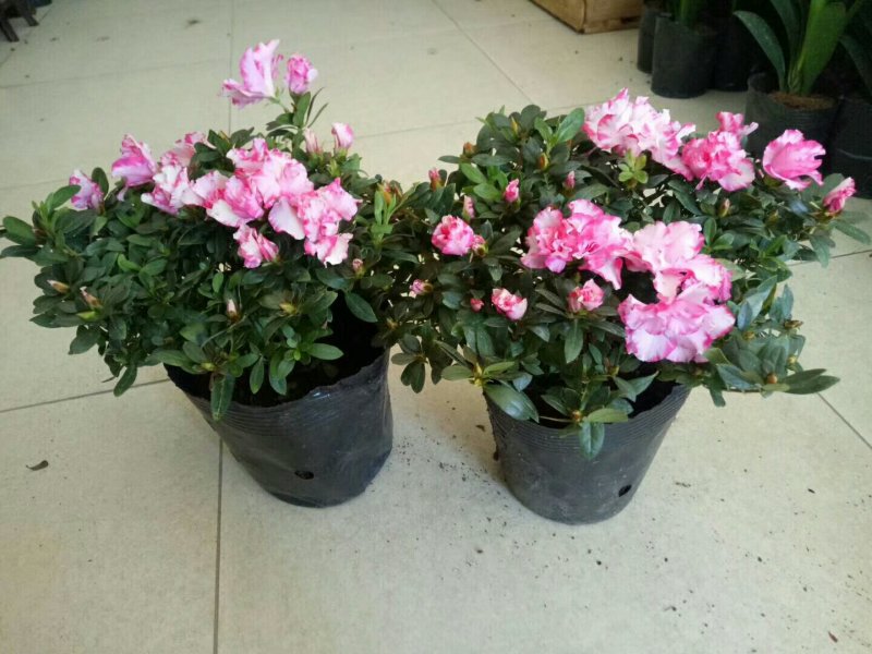 杜鹃，各种苗木花卉，一件代发。