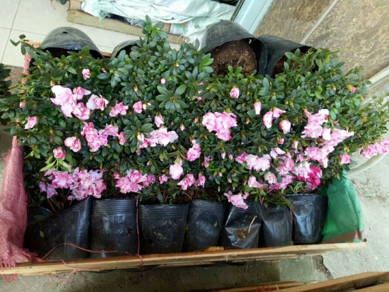 杜鹃，各种苗木花卉，一件代发。