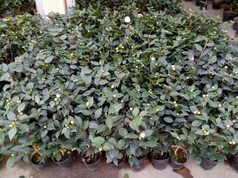 杜鹃，各种苗木花卉，一件代发。