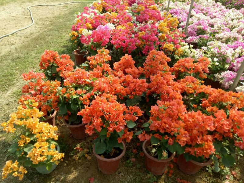 杜鹃，各种苗木花卉，一件代发。