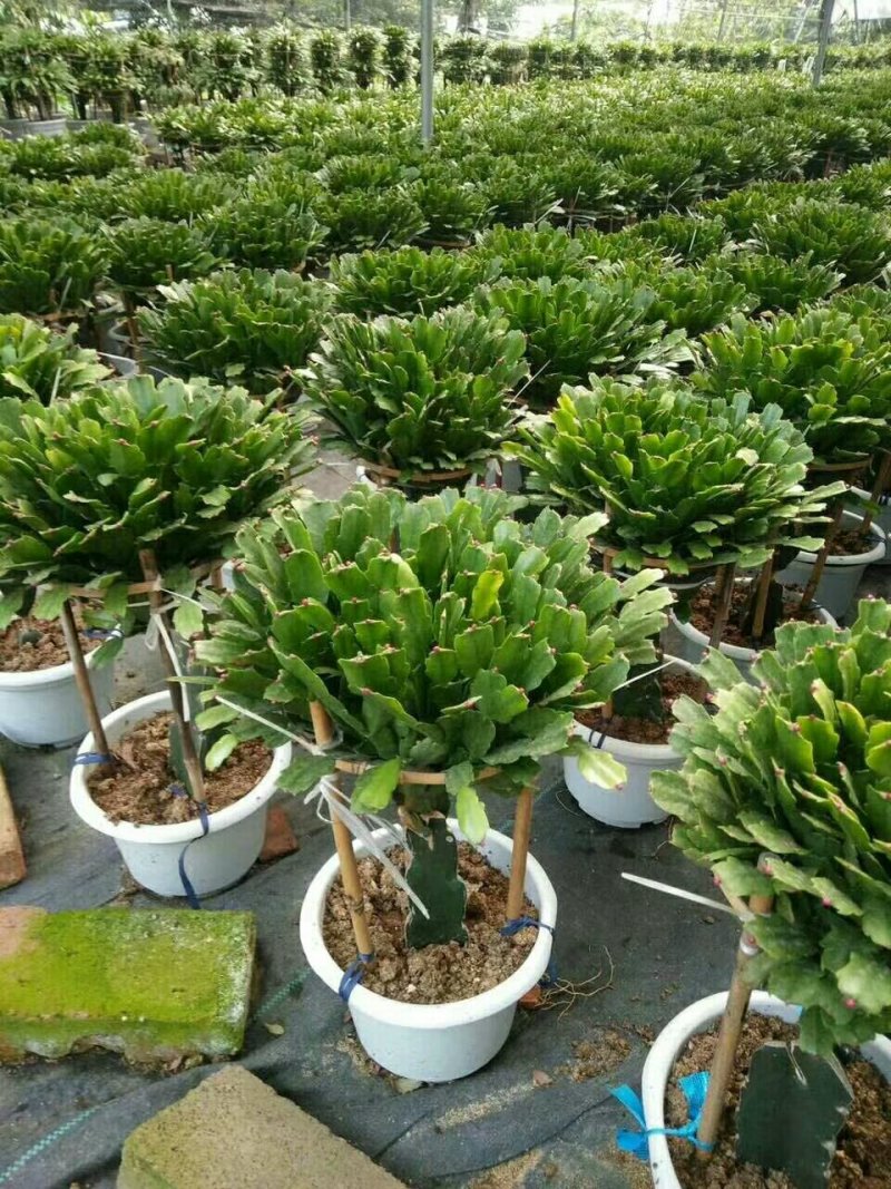 杜鹃，各种苗木花卉，一件代发。