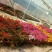 杜鹃，各种苗木花卉，一件代发。