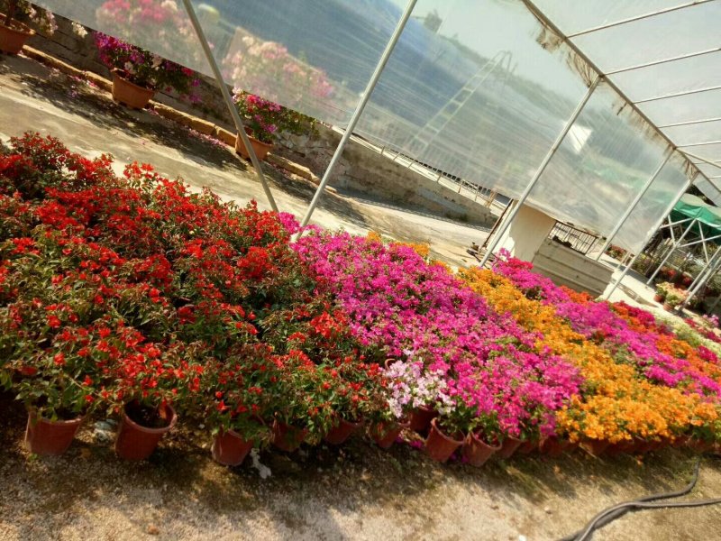 杜鹃，各种苗木花卉，一件代发。