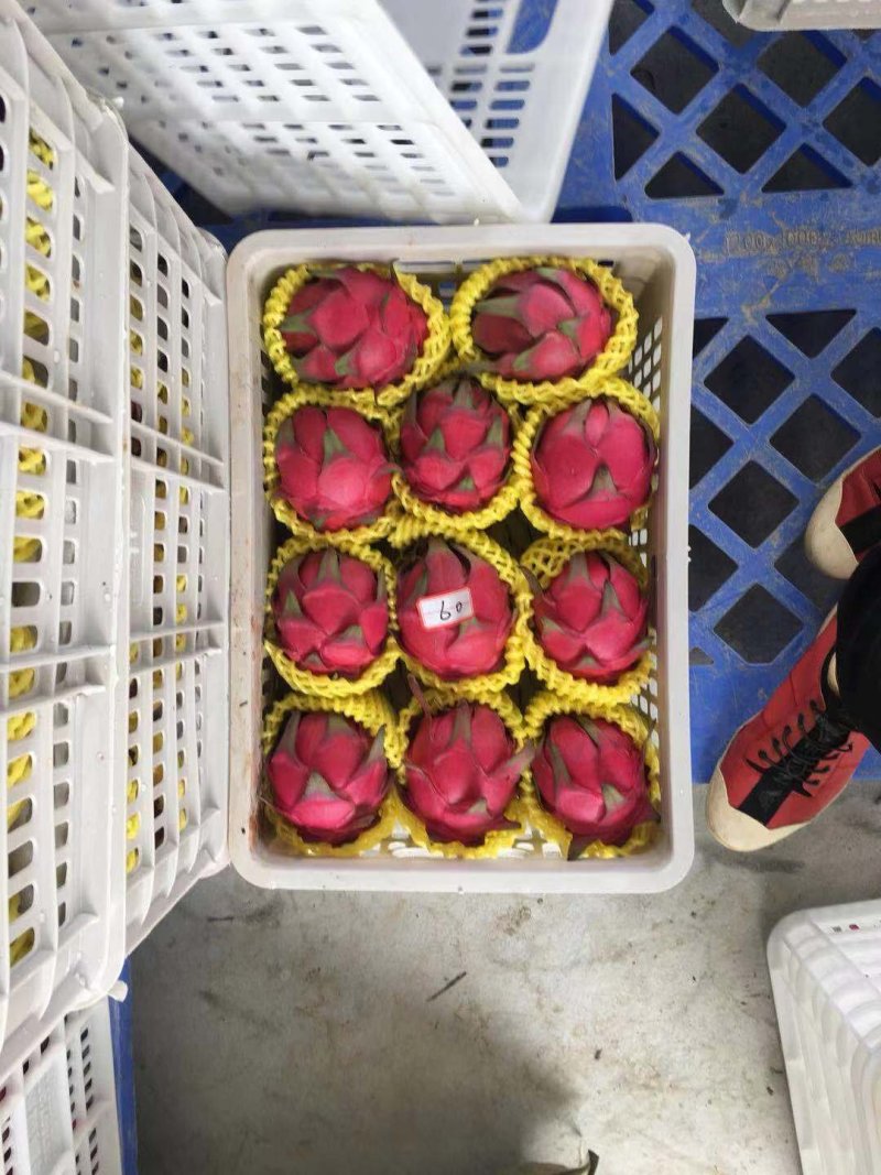 金都一号品质稳定