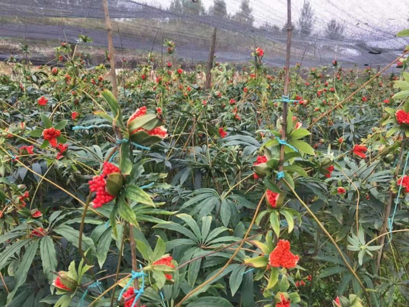 重楼高杆华重楼种子