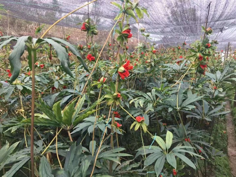重楼高杆华重楼种子