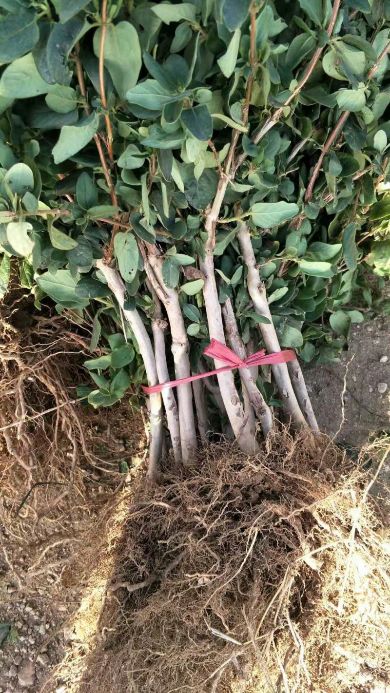 金银花树