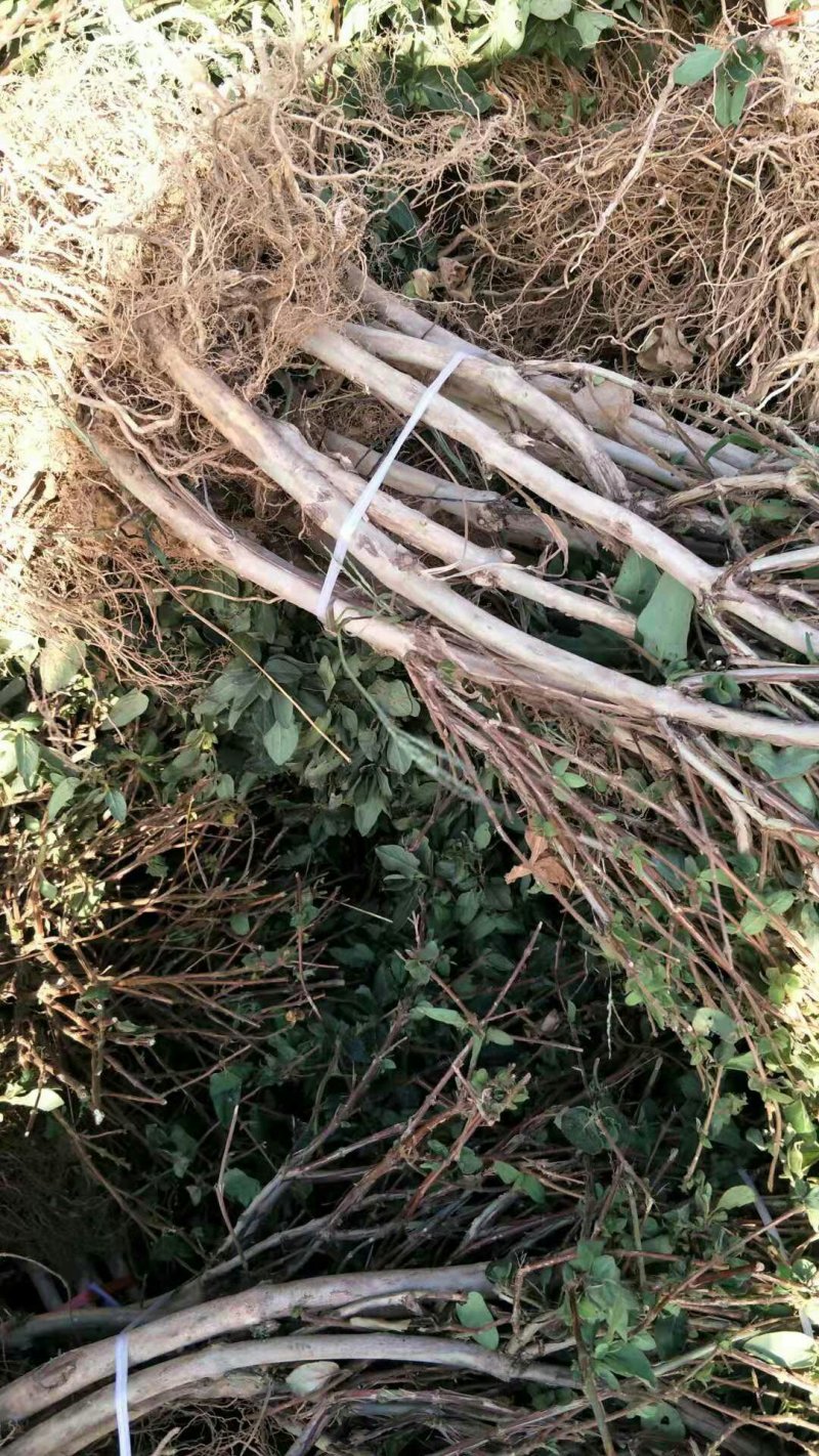 金银花树