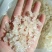 缅甸特级雪燕，500克一袋，包邮，量大从优