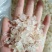 缅甸特级雪燕，500克一袋，包邮，量大从优