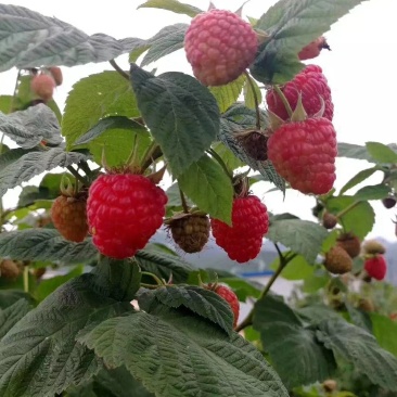 红树莓苗树莓冻果树莓干果烘干树莓