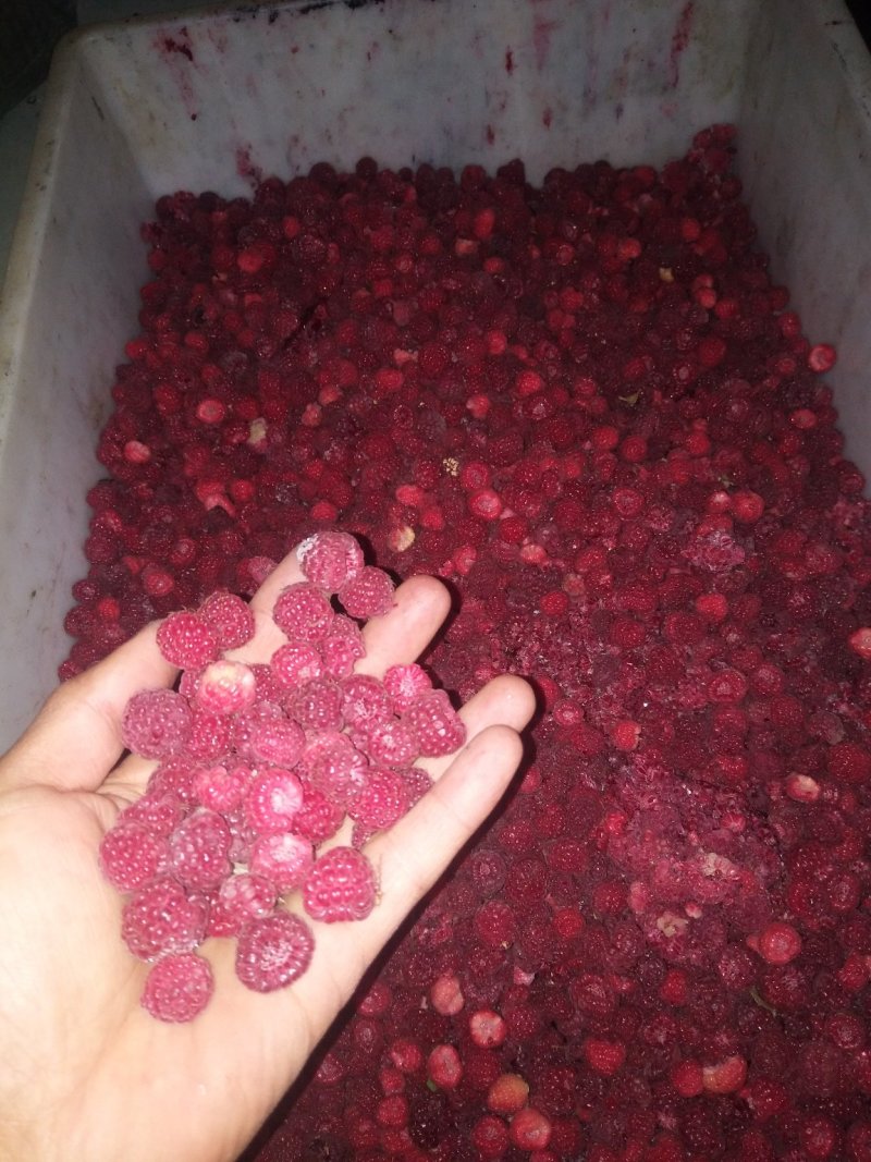 红树莓苗树莓冻果树莓干果烘干树莓