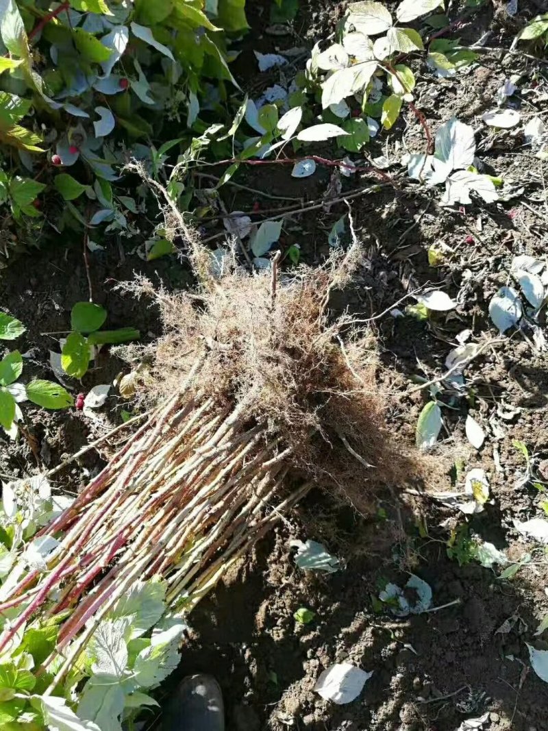 红树莓苗树莓冻果树莓干果烘干树莓