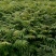 红芽香椿苗.嫩芽可以当菜，长大以后可以做漂亮的楼梯扶手