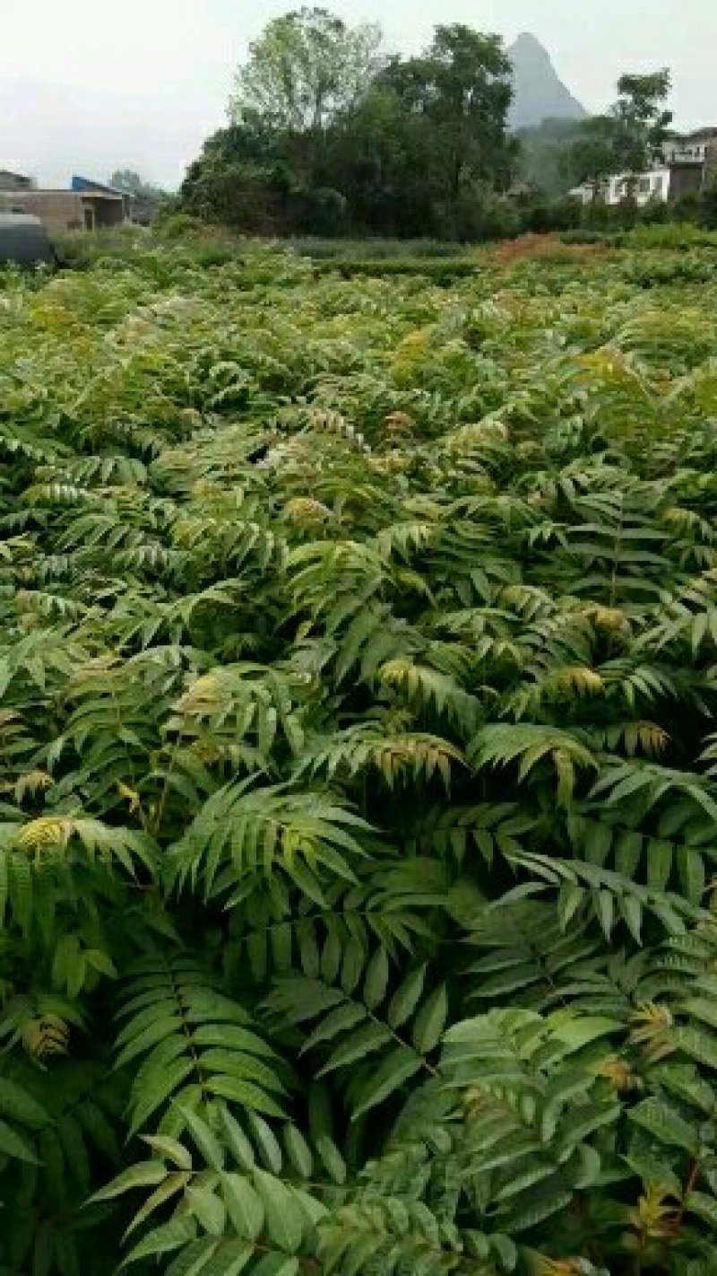 红芽香椿苗.嫩芽可以当菜，长大以后可以做漂亮的楼梯扶手
