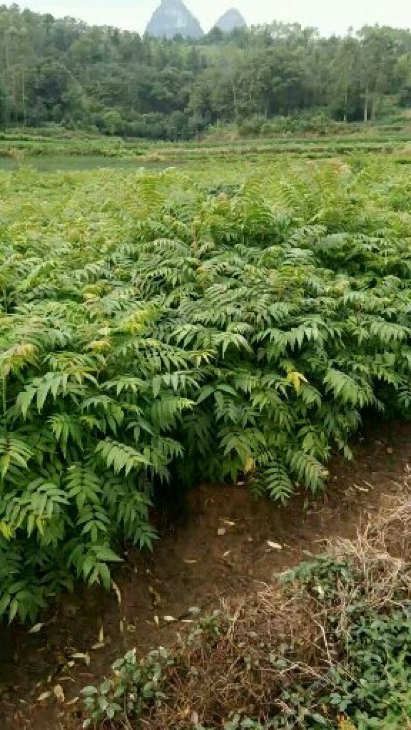 红芽香椿苗.嫩芽可以当菜，长大以后可以做漂亮的楼梯扶手