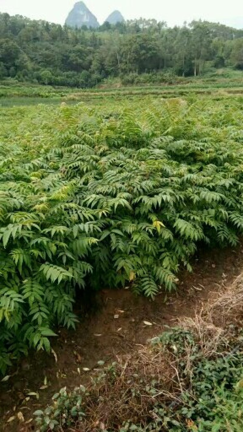 红芽香椿苗.嫩芽可以当菜，长大以后可以做漂亮的楼梯扶手