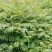 红芽香椿苗.嫩芽可以当菜，长大以后可以做漂亮的楼梯扶手