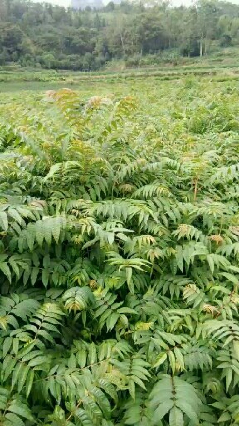 红芽香椿苗.嫩芽可以当菜，长大以后可以做漂亮的楼梯扶手